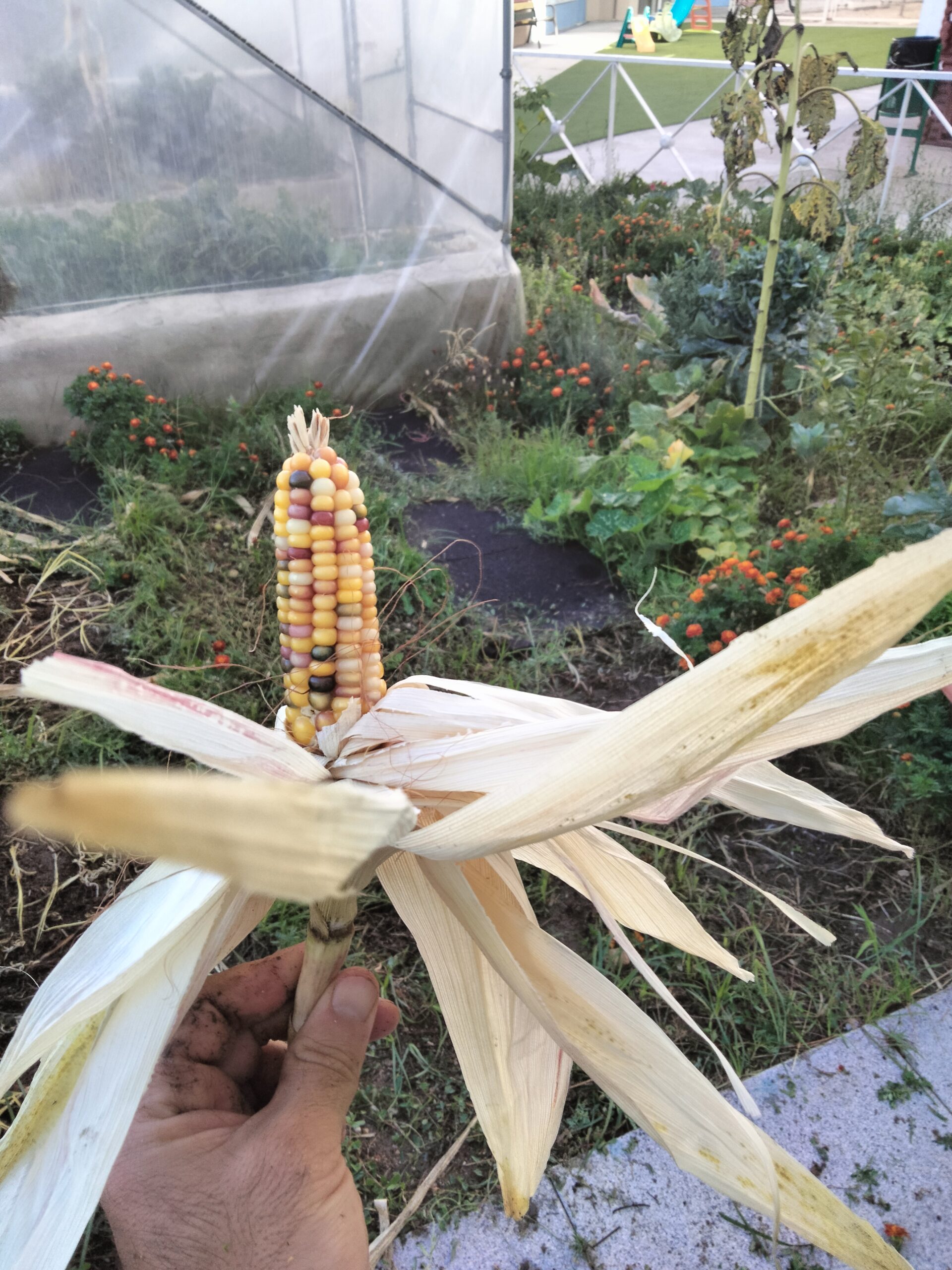 El peque huerto de navalazarza. Empiezan las labores de desbroce y de sacar de la tierra....