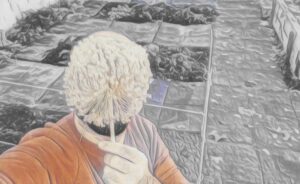 Sembrando los ajos el día de acción de gracias.